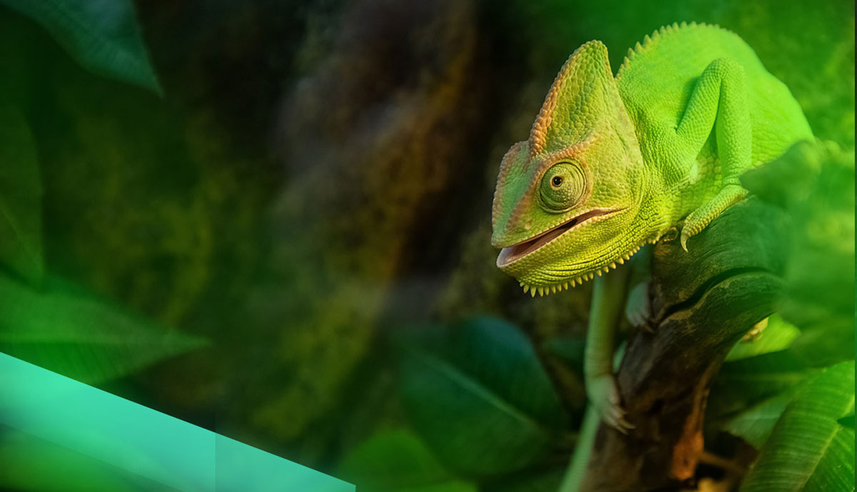 Insights - Carbon Chameleon: Why You Need to Adapt for Sustainable Finance